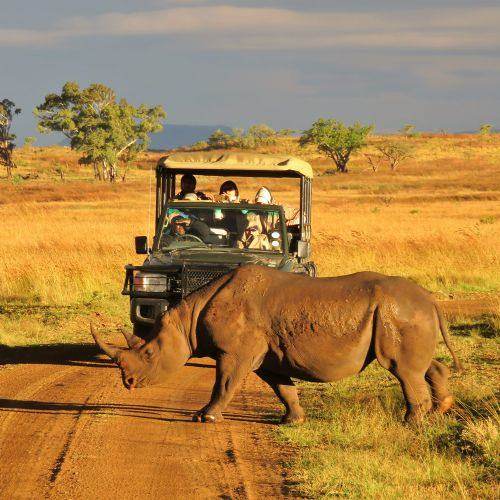 Rhino, from one of the vehicles