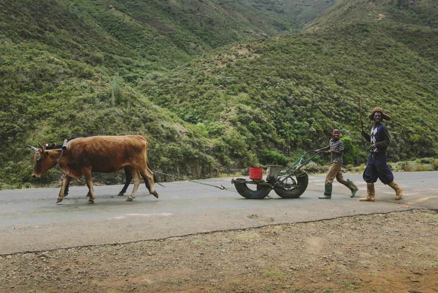 Planting season, with oxen
