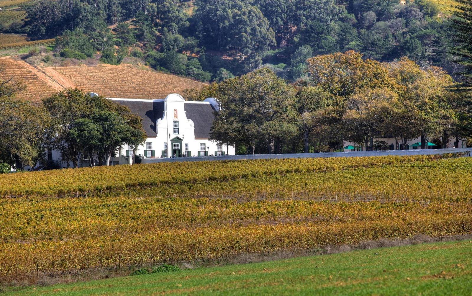 Constantia, among the vines