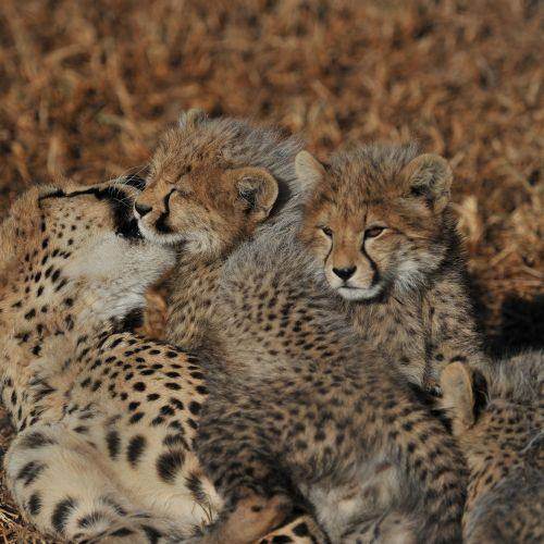 Cheetah cubs
