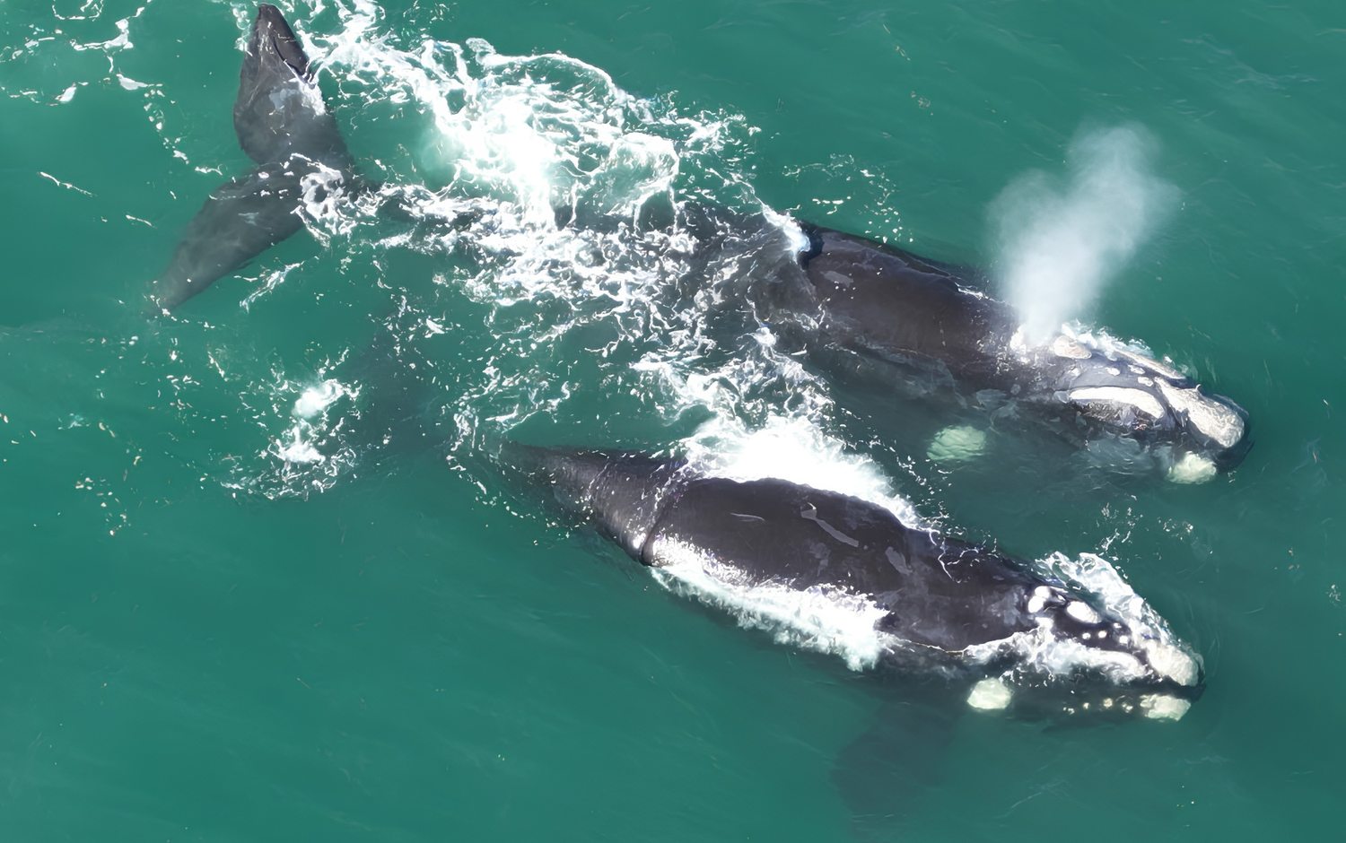Southern right whales, a mother and calf