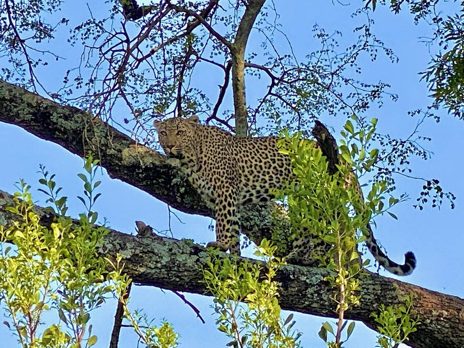Leopard, from one of the vehicles