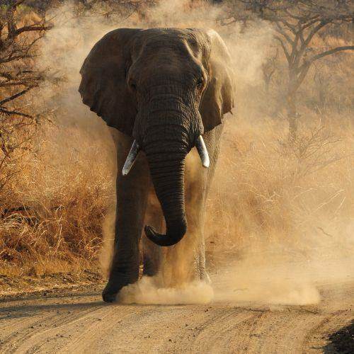 Elephant at Nambiti