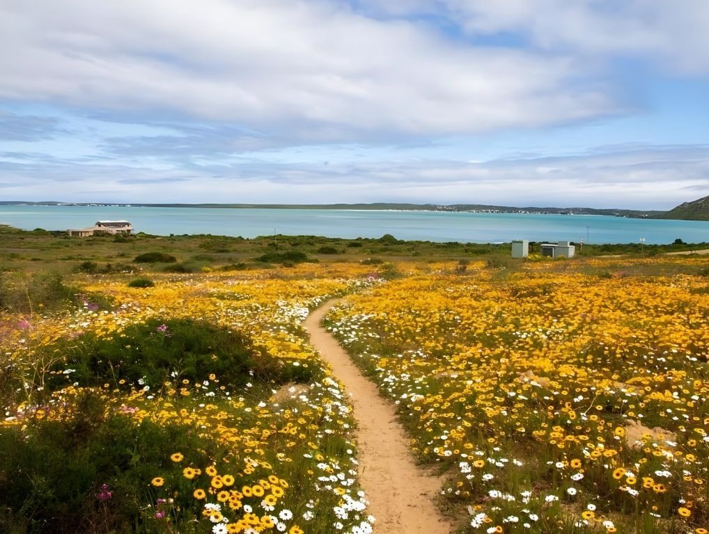 Spring on the West Coast: the path to the lagoon through the flowers