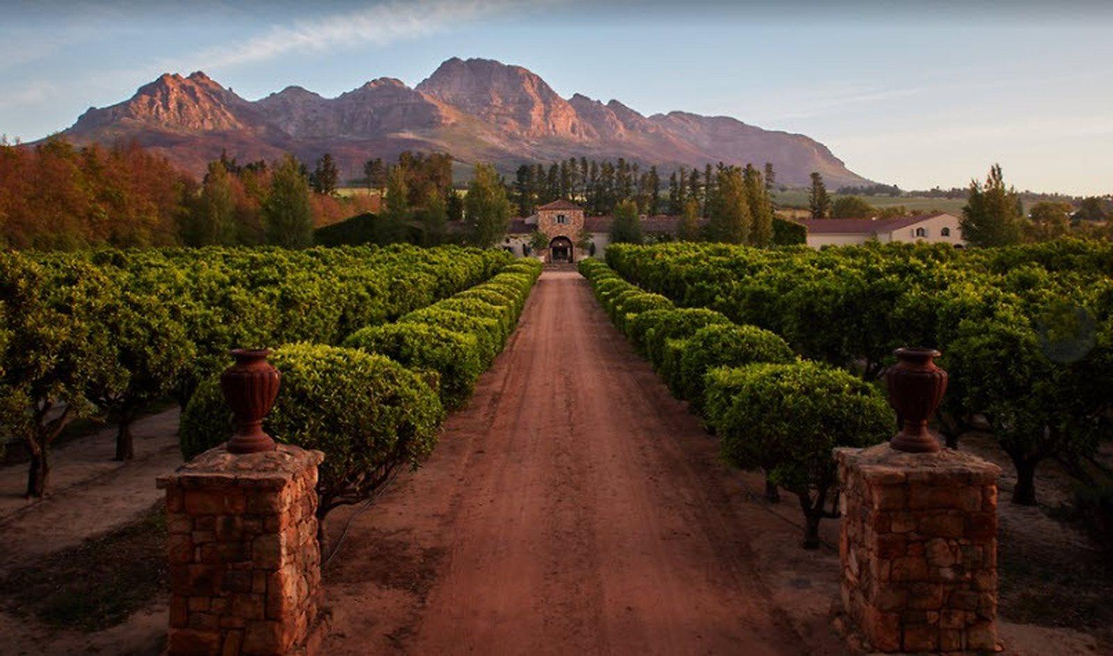 An avenue of oaks in the Winelands
